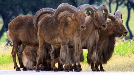 Barbary Sheepの写真素材