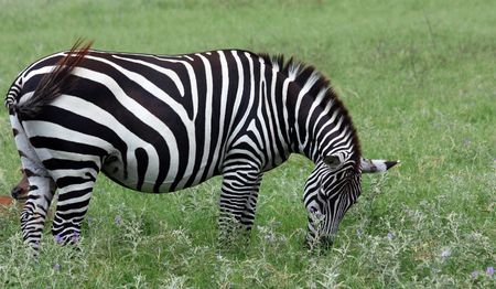 Zebraの写真素材