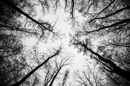 Up to the skyの写真素材