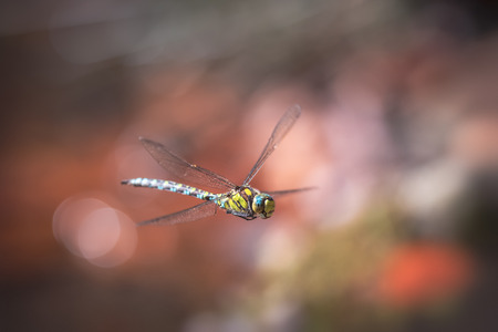 dragonflyの写真素材