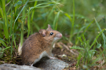 Mouse in the meadowの写真素材