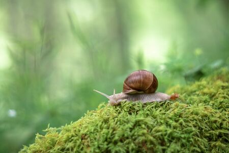 Snail on the moss vintage lens renderingの写真素材