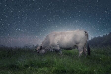 Cow in the field by starry nightの写真素材