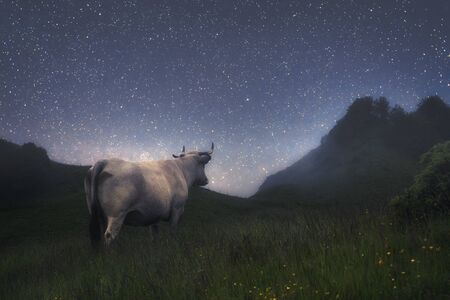 Cow in the field by starry nightの写真素材