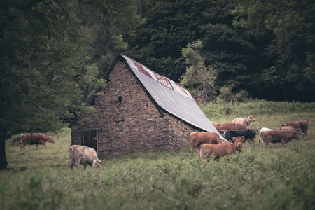 rural landscape with a barn and cowsの写真素材