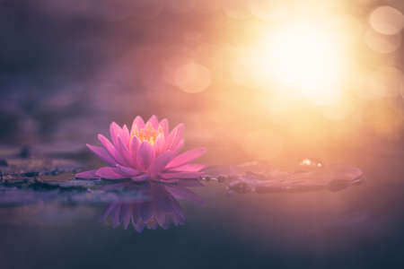 pink lotus flower in water with sunshineの写真素材