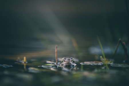 frog on green pondの写真素材