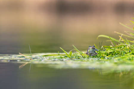 frog on green pondの写真素材