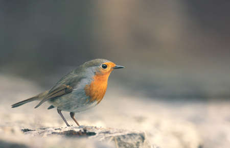 Robin (erithacus rubecula) close-upの写真素材
