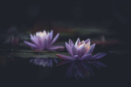 Pink lotus flower is reflected in the pond waterの写真素材