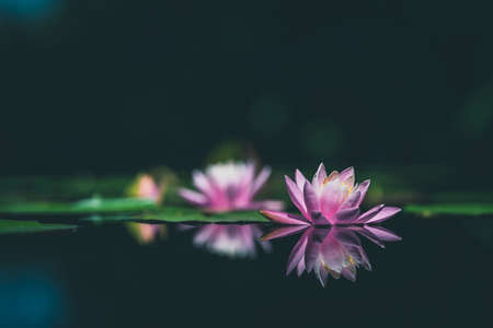 Pink lotus flower is reflected in the pond water