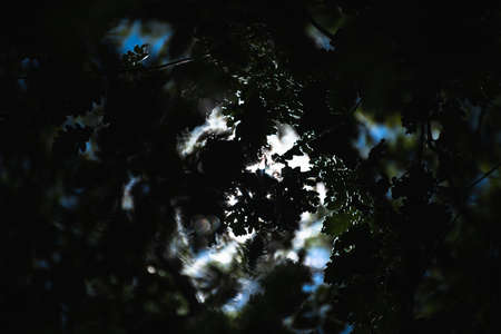 Sunlight through the forest leaves