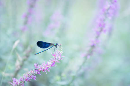 Blue damselfly in the natureの写真素材