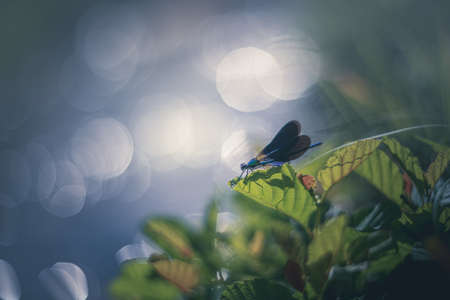 Damselfly near the river vintage Helios lens renderingの写真素材