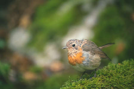 European Robin (Erithacus rubecula) in the forest