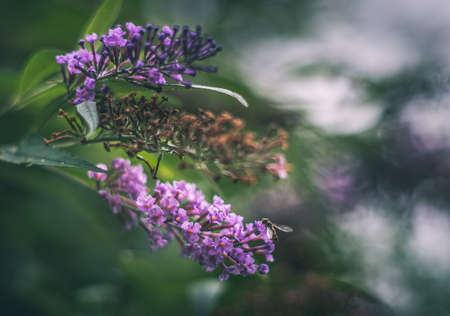hoverfly on purple flower vintage lens renderingの写真素材