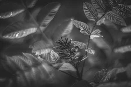 plant vintage lens rendering