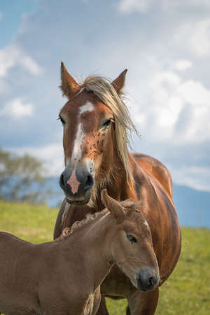 Mare and foal in the mountains meadowの写真素材