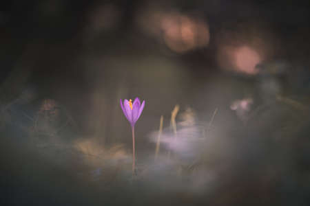 Crocus flower in the grass soft focus