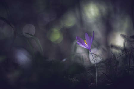Crocus flower in the forest vintage lens rendering