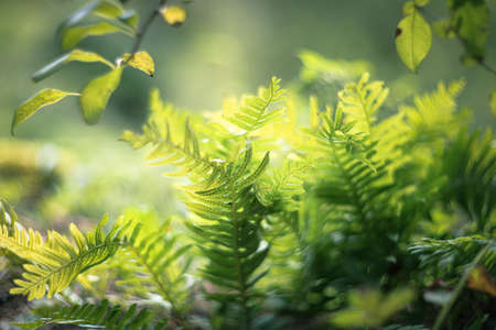 Fern in the forest ambient Light through the treesの写真素材