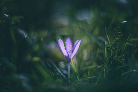 Crocus flower in the grass soft focusの写真素材