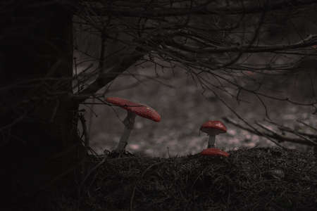 fly agaric mushroom in forests