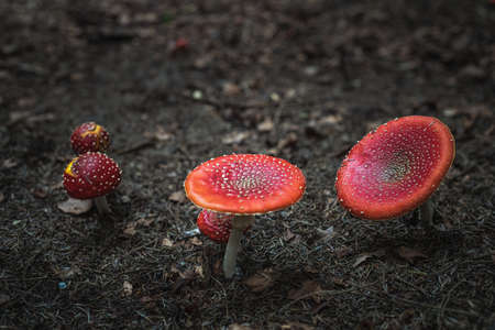 amanita muscaria fly agaric mushroom