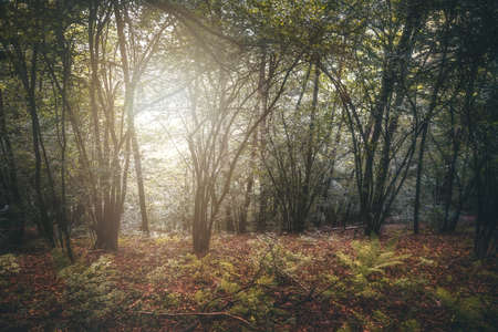 Natural autumn forestの写真素材