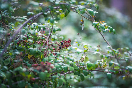 blackberries on a bramble bushの写真素材