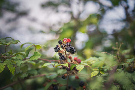 blackberries on a bramble bush