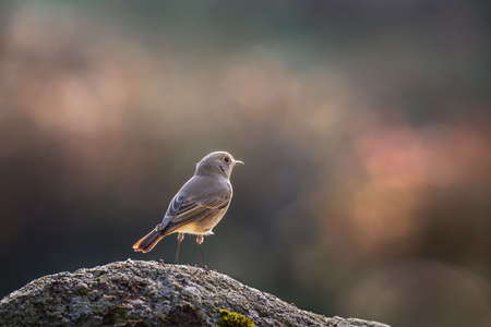 Common Redstart on a rockの写真素材