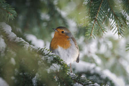 European robin (Erithacus rubecula) isolated on blur backgroundの写真素材