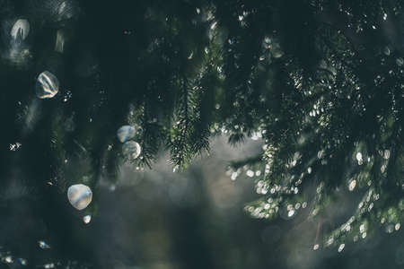 rain drops on the branches of a tree vintage lens rendering