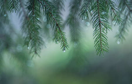 rain drops on the branches of a tree vintage lens rendering