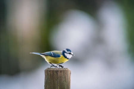 Blue tit (cyanistes caeruleus)の写真素材