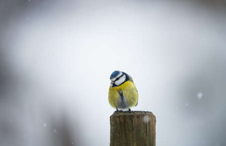 Blue tit (cyanistes caeruleus) on a fenceの写真素材