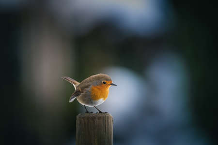 Robin (Erithacus rubecula) blackbird on a fenceの写真素材