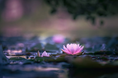 Pink Lotus Flower Or Water Lily Floating On The Waterの写真素材