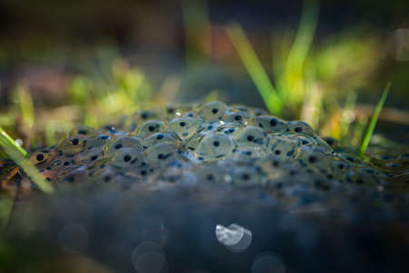 frog eggs on water surfaceの写真素材