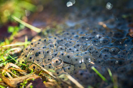 frog eggs on water surfaceの写真素材