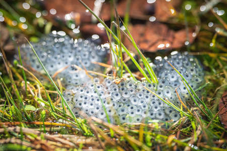 frog eggs on water surfaceの写真素材