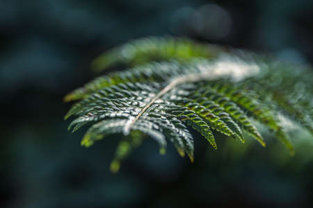 Fern in the forest dark background selective focus