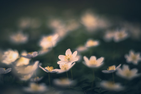 wood anemone (anemone nemorosa) vintage lens rendering