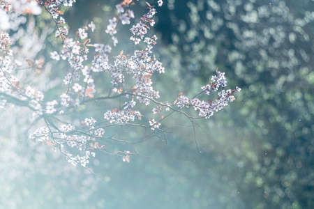 Springtime flowering tree soft focus with vintage Helios lens