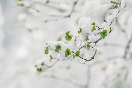 Tree blossom in snowの写真素材