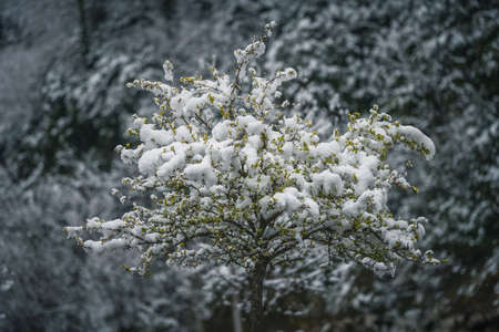 snow covered branches of treeの写真素材