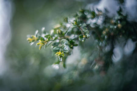 Boxwood soft focus with vintage lens Zenitar
