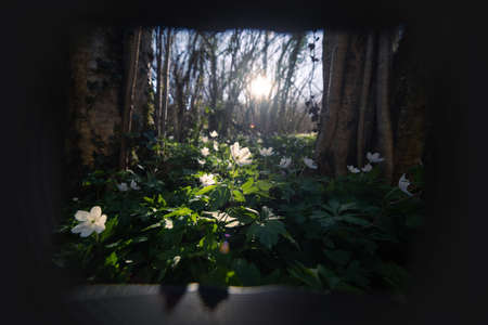 Original view of Spring wild white flower wood anemoneの写真素材