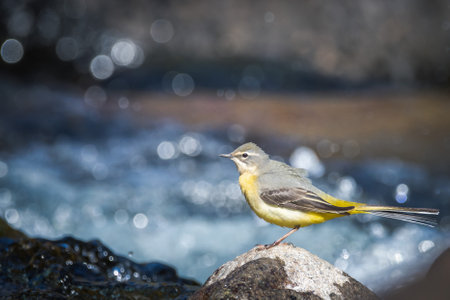 yellow wagtail close-up near the riverの写真素材